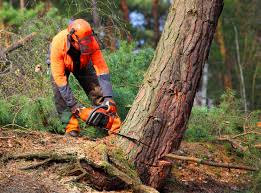 Trusted St Marys, WV Tree Services Experts