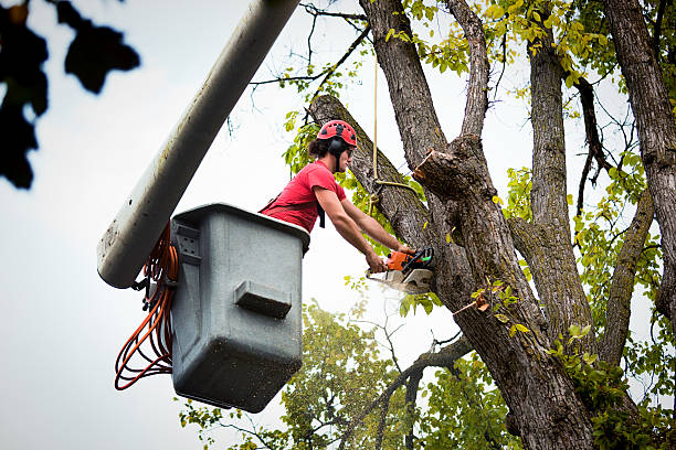 Best Palm Tree Trimming  in St Marys, WV